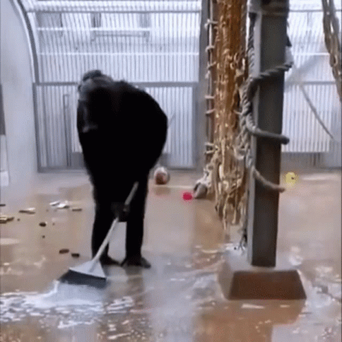 Cow Sweeping The Spilled Powder GIF