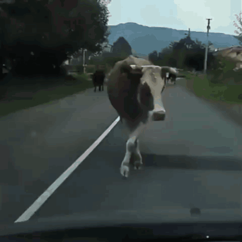 Cow Walking on Blurred Road