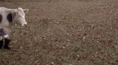 Cow With Black Polka Dots Wearing Black Boots In Field GIF