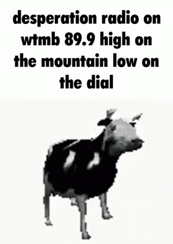 Cow With Desperation Radio WMTB 89.9 High Low GIF