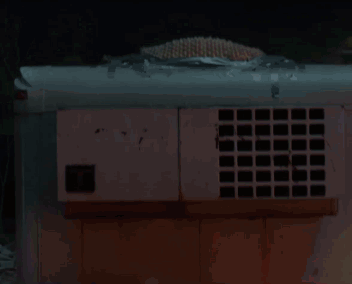 Cow With Red Lips Blowing Kiss GIF
