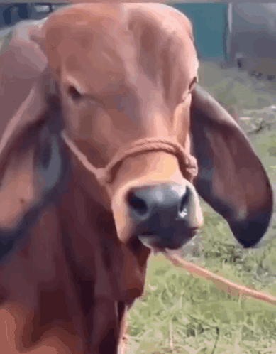 Cow With Rope Around Neck