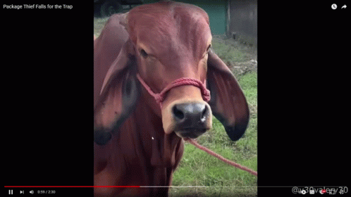 Cow with Rope Falls for Trap