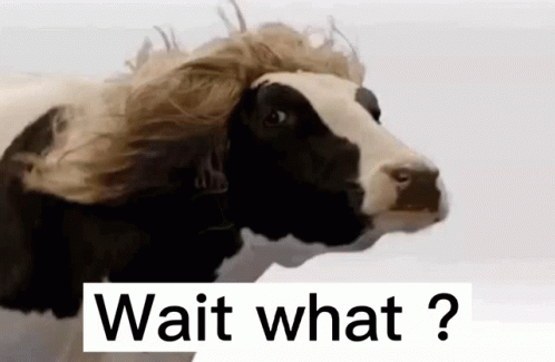 Cow with Wig Looking at Camera