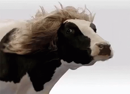 Cow With Wig