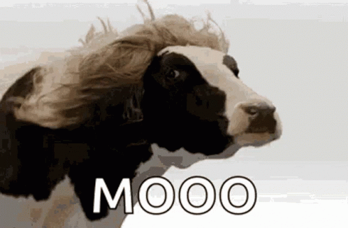 Cow With Wig Saying Mooo