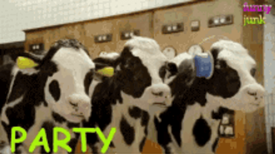 Cows Dancing And Moving Head GIF
