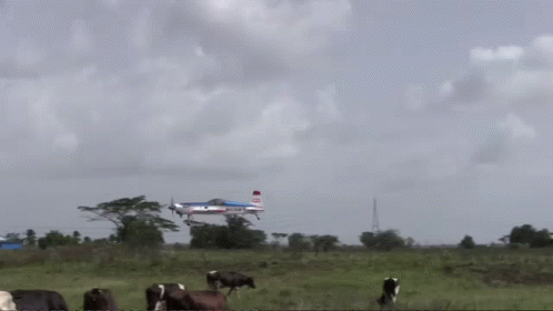 Cows Graze In A Field With A Plane In The Background That Says ' Airways ' On It GIF