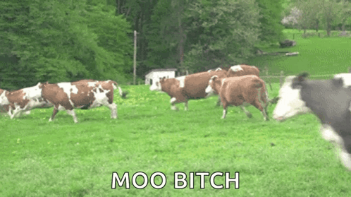 Cows Running With Moo Bitch