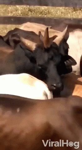 Cows With Horns Laying in Fenced Area
