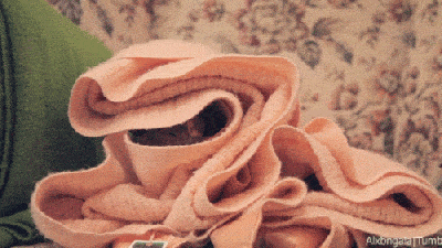 Cozy Cat Blanket Peach Fuzz GIF