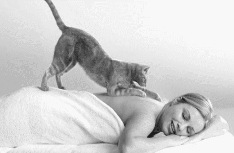 Cozy Cat Massage Dreaming GIF
