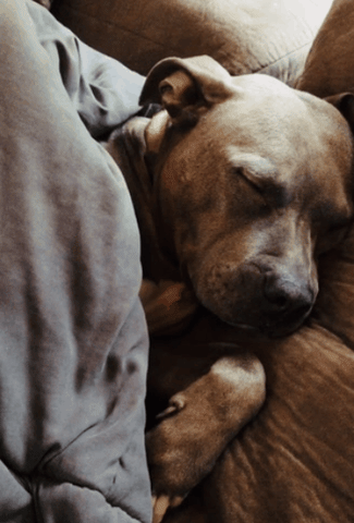 Cozy Pit Bull Sleeping GIF