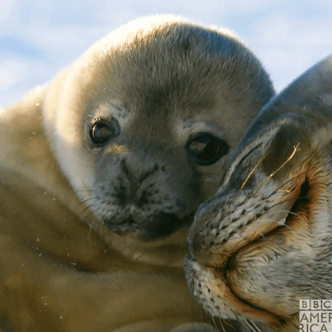 Cozy Seal Antarctica Snow GIF