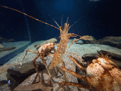 Crab And Shrimp Standing In Tank GIF
