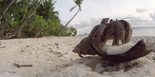 Crab Eating Coconut Beach GIF