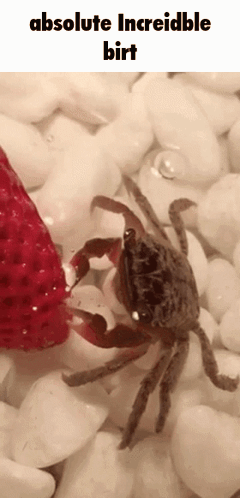 Crab Eating Strawberry Absolute Incredible Birt