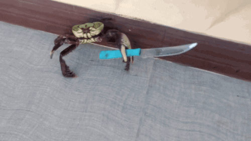 Crab Fight With Knife GIF
