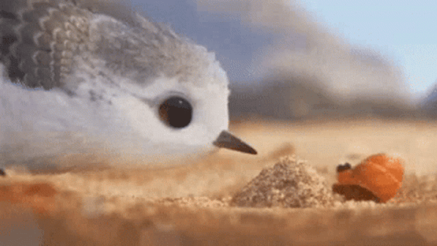 Crab On Bird Boop GIF