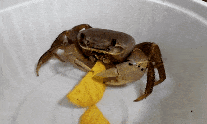 Crab Pet Eating Chips GIF