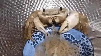 Crab Pet Eating Noodles GIF