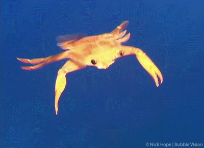 Crab Rave Water Swimming GIF