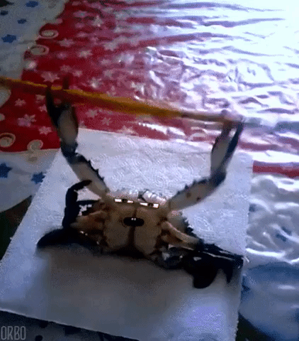 Perfect Loops Crab Rave GIF