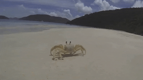 Sea Crab Rave GIF