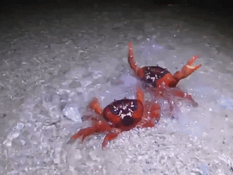 Celebrating Crab Rave GIF