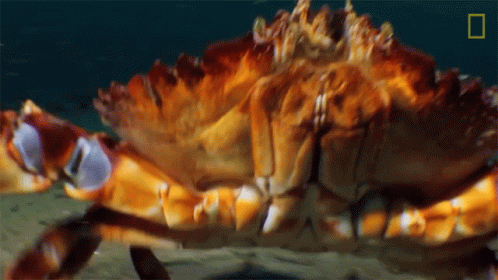 Dungeness Crab Rave GIF