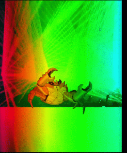 Crab Rave Party GIF