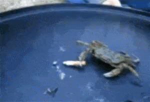 Crab Smoking Deal With It GIF