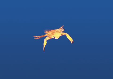 Crab Swimming Underwater GIF
