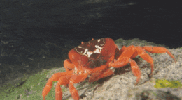 Crab Water Dance Mood GIF
