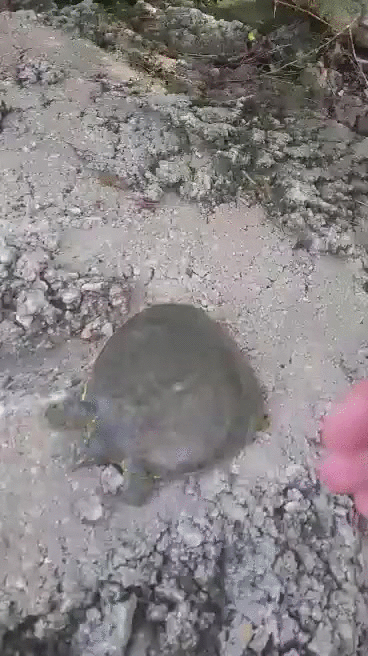 Crackhead Turtle Funny Quick Move GIF