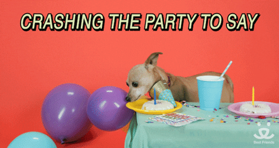 Crashing The Party Happy Birthday Dog GIF