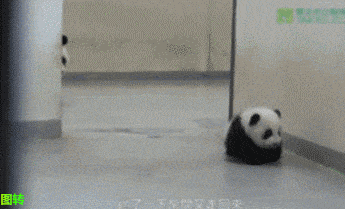 Crawling Cute Pandas GIF