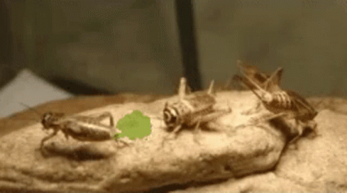 Crawling Little Crickets GIF