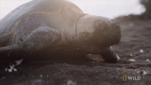 Crawling Sea Turtle Saying Wild