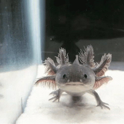 Crazy Axolotl Approaching GIF