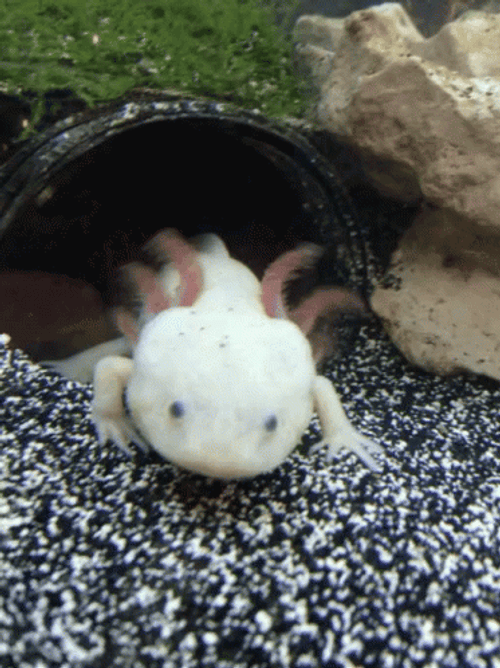 Crazy Axolotl Backing Up GIF
