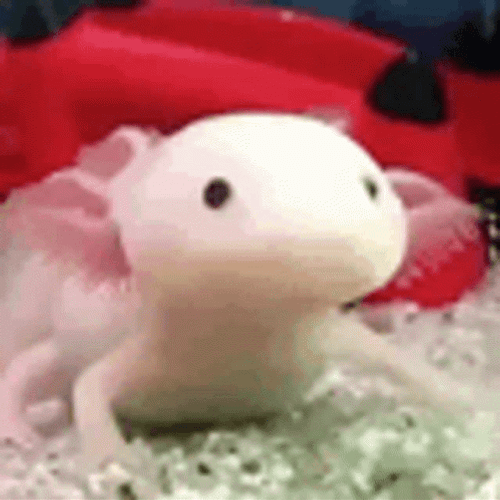 Crazy Axolotl Fell Food GIF