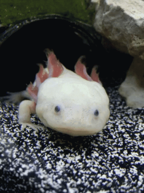 Crazy Axolotl Hiding GIF