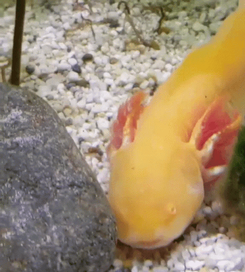 Crazy Axolotl Kissing Yellow Fish GIF