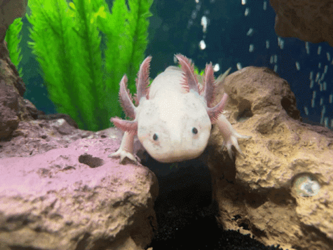 Crazy Axolotl Moving Gills GIF