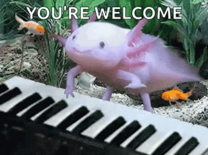 Crazy Axolotl Playing Piano GIF