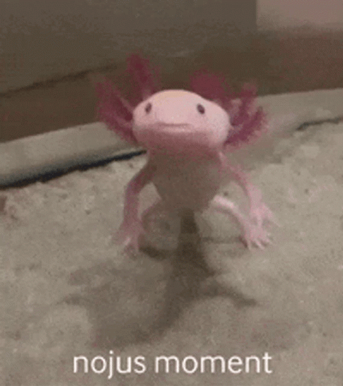 Crazy Axolotl Shock Reaction GIF