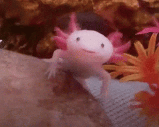 Crazy Axolotl Spreading Gills And Mouth GIF