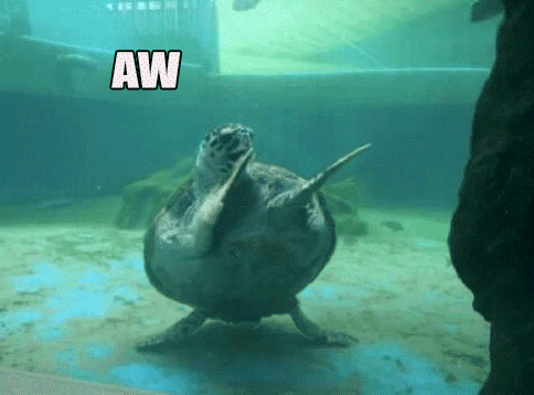 Crazy Birthday Celebrant Turtle Dab Dance GIF