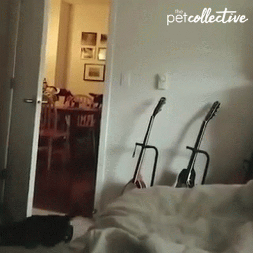 Crazy Cat Backflip Landed GIF